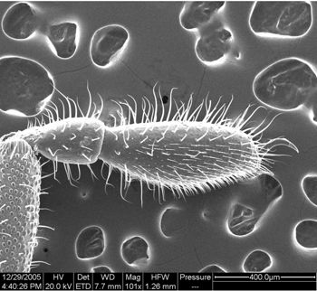 Media type: image;   Invertebrate Zoology 134654